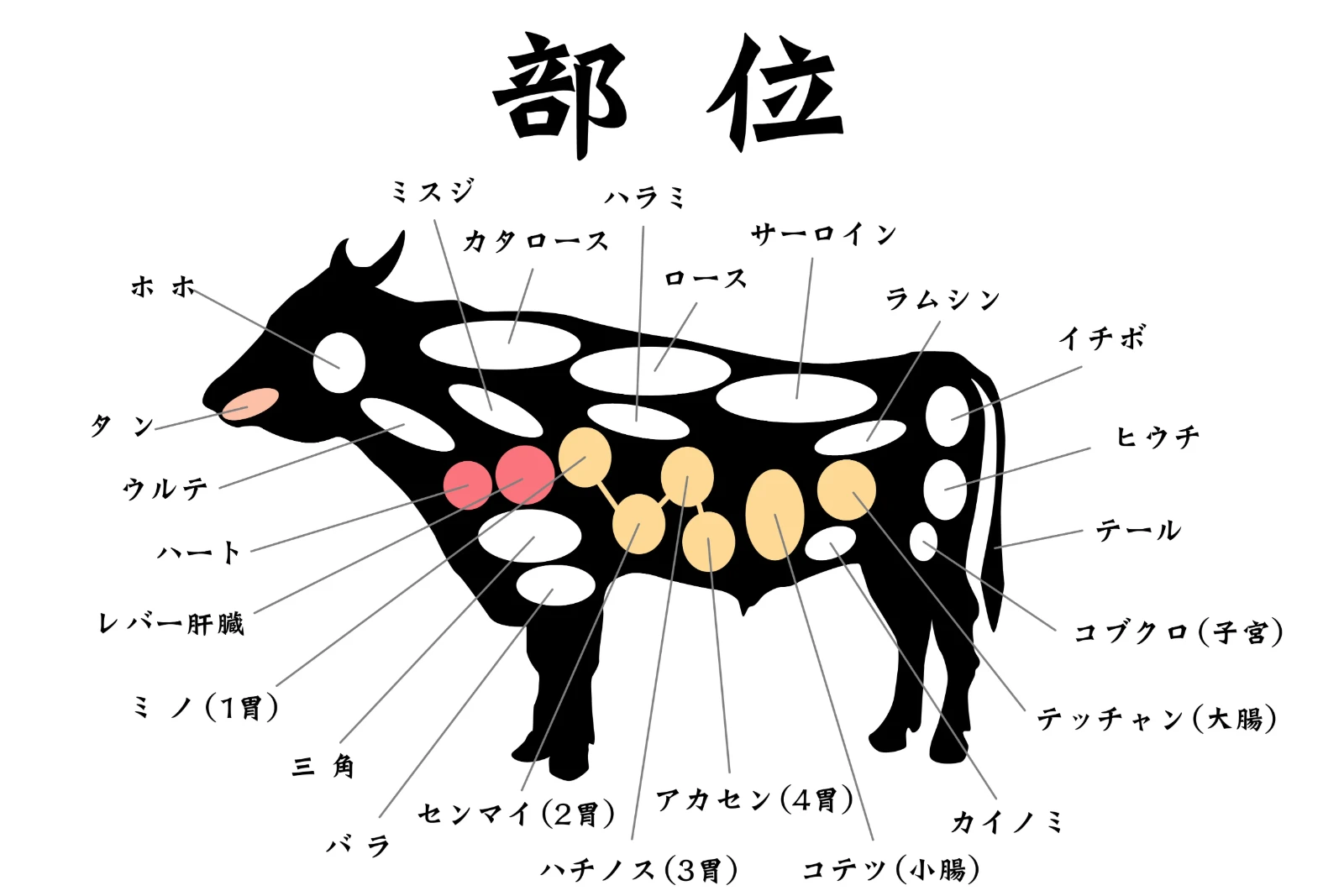 牛の部位